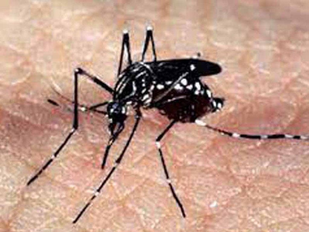dengue