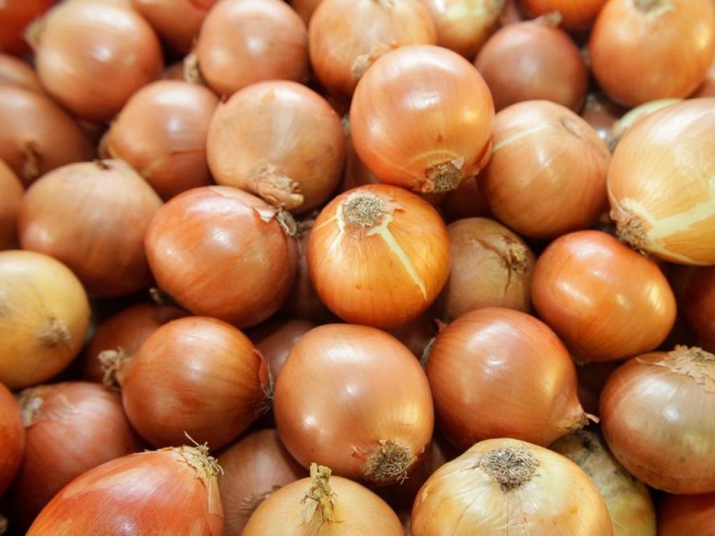 cebola