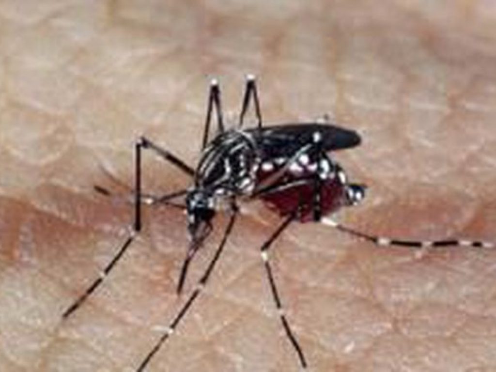 Aedes